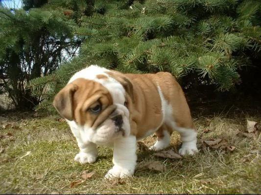 disponibili questi meravigliosi cuccioli di bulldog inglese