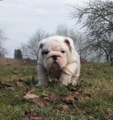 disponibili questi meravigliosi cuccioli di bulldog inglese | Foto 0