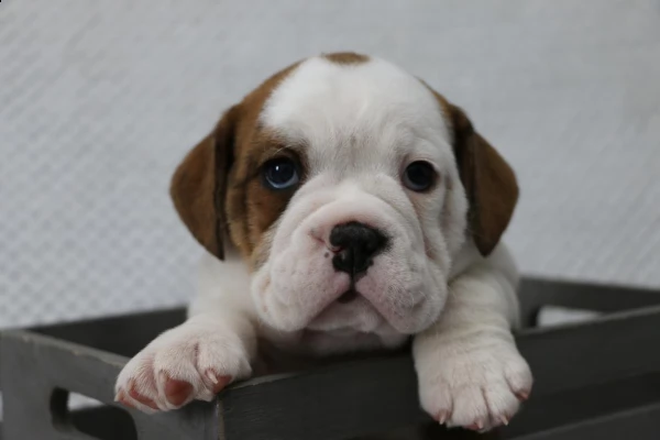 bellissimi cuccioli di bulldog inglese | Foto 2