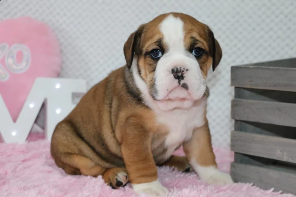 bellissimi cuccioli di bulldog inglese | Foto 1