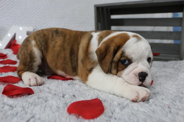 bellissimi cuccioli di bulldog inglese
