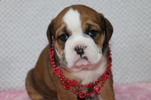 bellissimi cuccioli di bulldog inglese | Foto 0