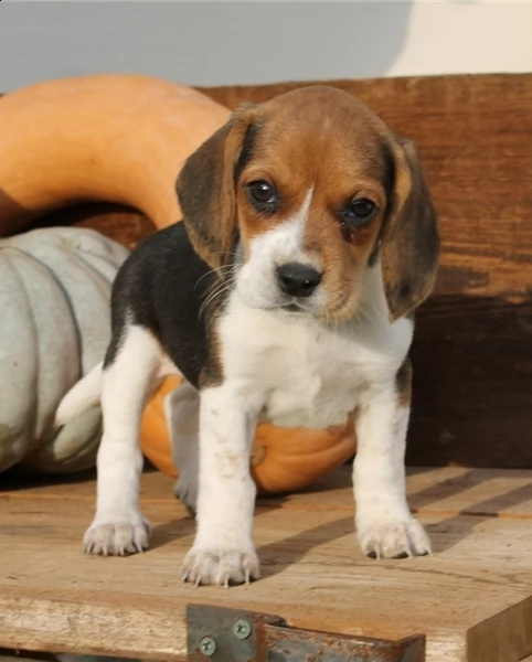 beagle cuccioli con pedigree (allevamento)
