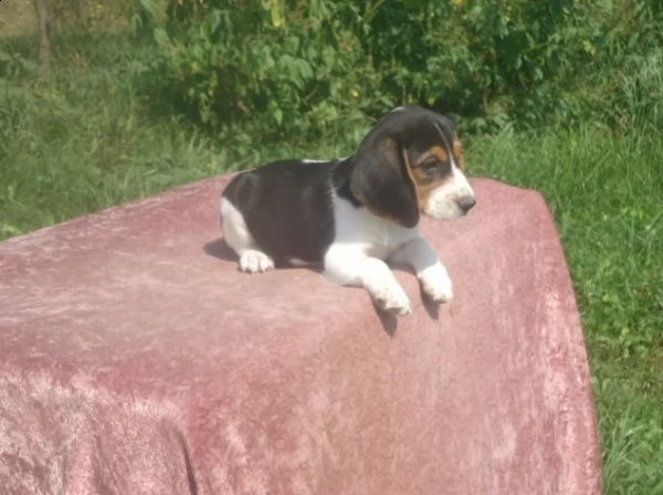 beagle cuccioli con pedigree (allevamento) | Foto 1