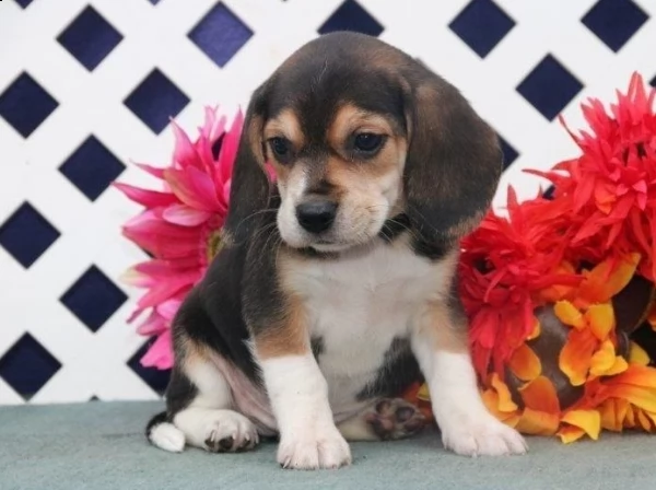 beagle cuccioli con pedigree (allevamento) | Foto 0