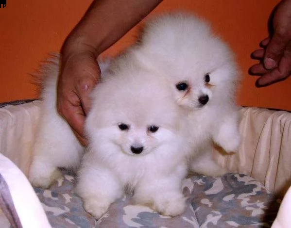 cuccioli di spitz | Foto 4