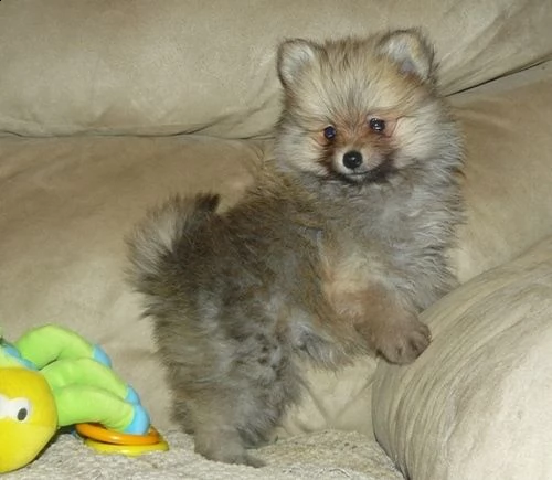 cuccioli di spitz | Foto 1