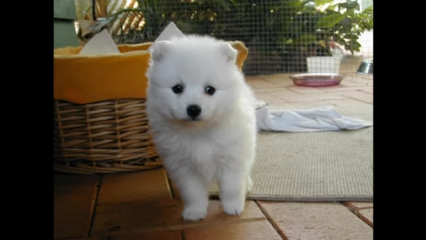 cuccioli di spitz | Foto 0
