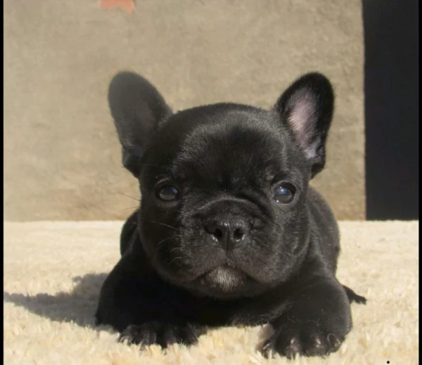 bulldog francese cuccioli di razza pura li cedo con i primi vaccini sverminati