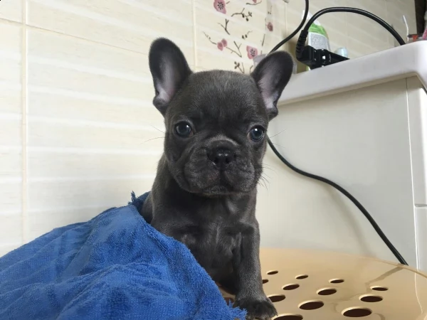 bouledogue francese bellissimi  | Foto 0