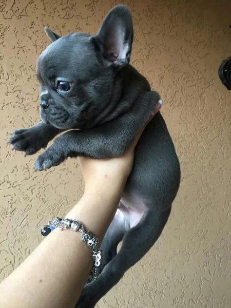 bouledogue francese bellissimi 