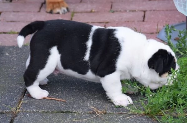 stupendi cuccioli di bulldog inglese 