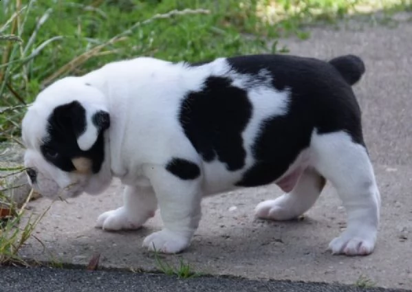 stupendi cuccioli di bulldog inglese  | Foto 1