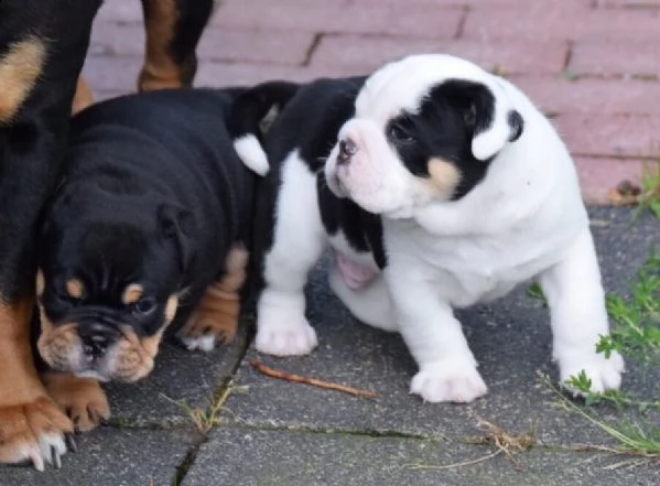 stupendi cuccioli di bulldog inglese  | Foto 0