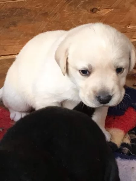 cuccioli di labrador puri e con pedigree 