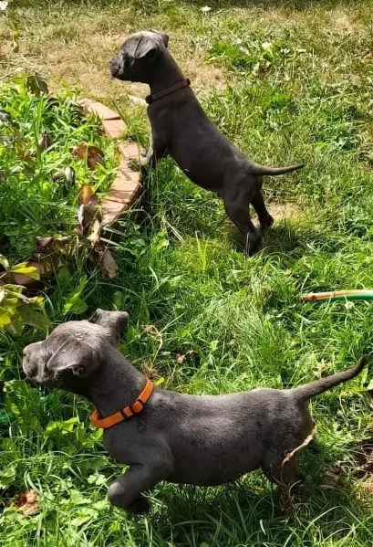 due cuccioli pitbull alta genealogia | Foto 1
