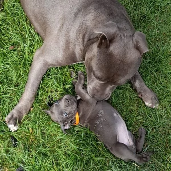due cuccioli pitbull alta genealogia | Foto 0