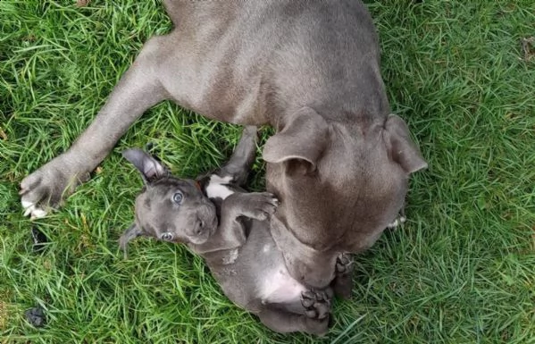 due cuccioli pitbull alta genealogia