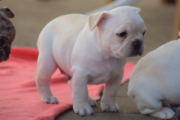 cuccioli bouledogue francese maschio e femmina blue | Foto 1