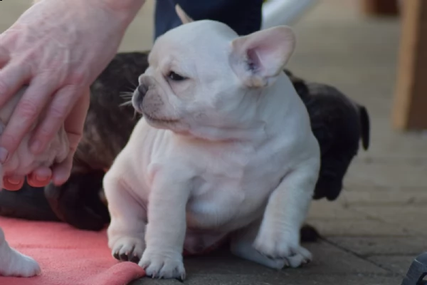 cuccioli bouledogue francese maschio e femmina blue | Foto 0