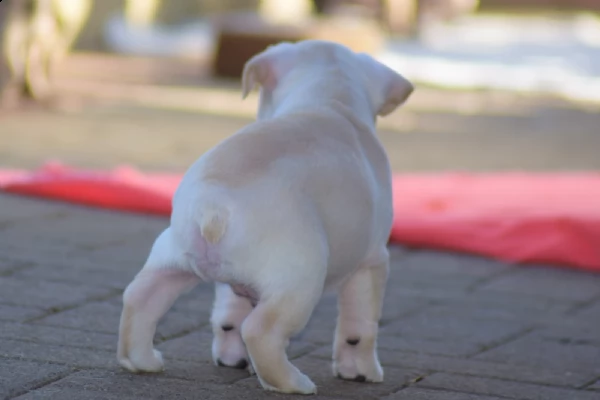 cuccioli bouledogue francese maschio e femmina blue