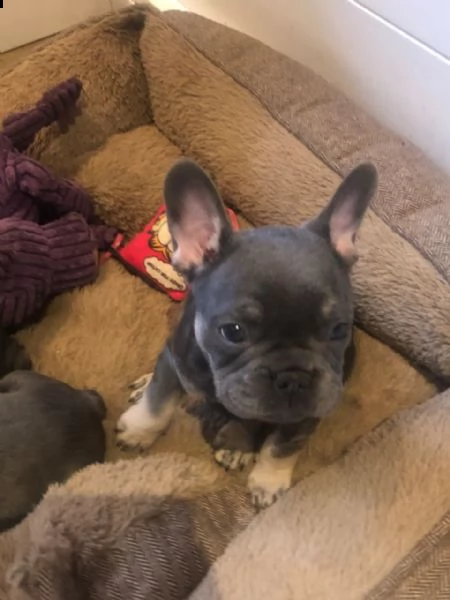 splendidi cuccioli di bouledogue francese | Foto 1