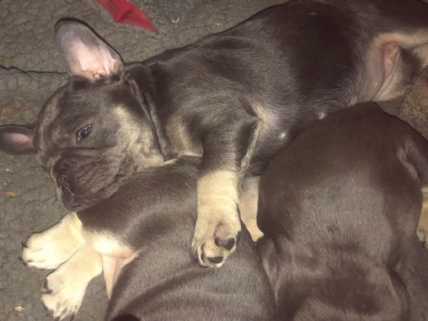 splendidi cuccioli di bouledogue francese