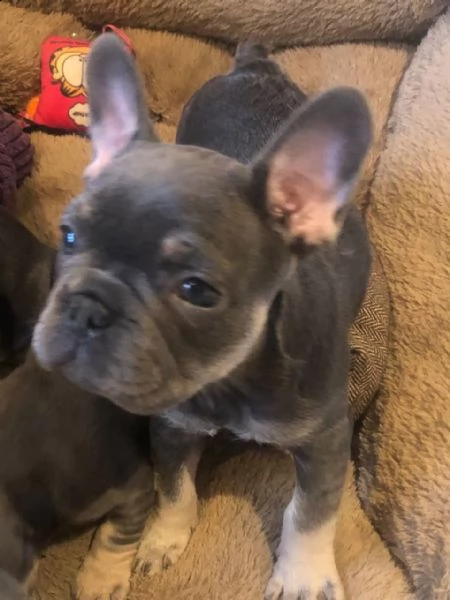 splendidi cuccioli di bouledogue francese | Foto 0