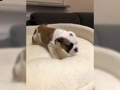 bellissimi cuccioli di bulldog inglese