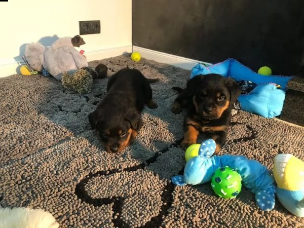 cuccioli di rottweiler  | Foto 2