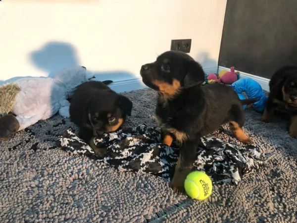 cuccioli di rottweiler 