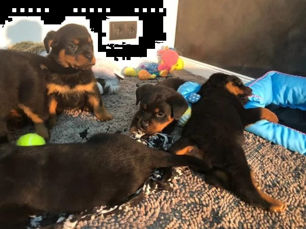 cuccioli di rottweiler  | Foto 0