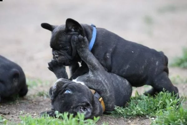 cuccioli di bulldog francese | Foto 2