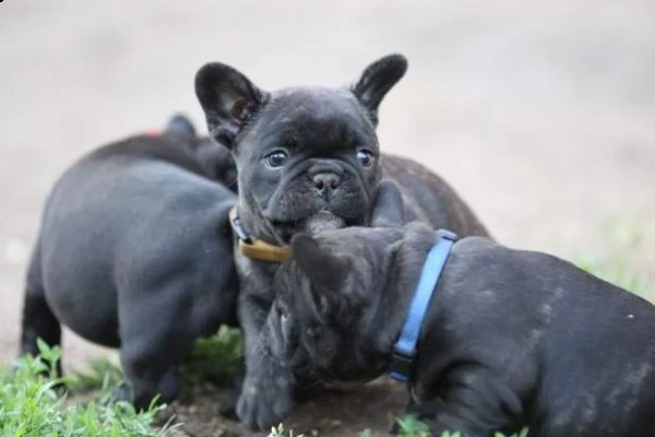 cuccioli di bulldog francese