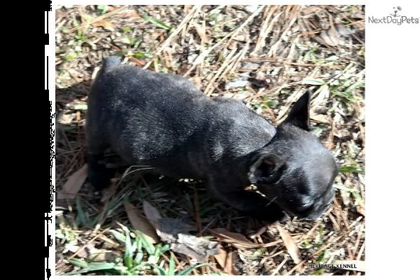 cuccioli di bulldog francese | Foto 1