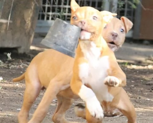 stupendi cuccioli staffordshire bull terrier