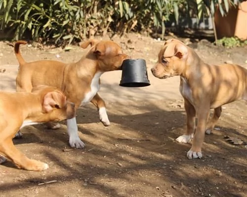 stupendi cuccioli staffordshire bull terrier | Foto 0