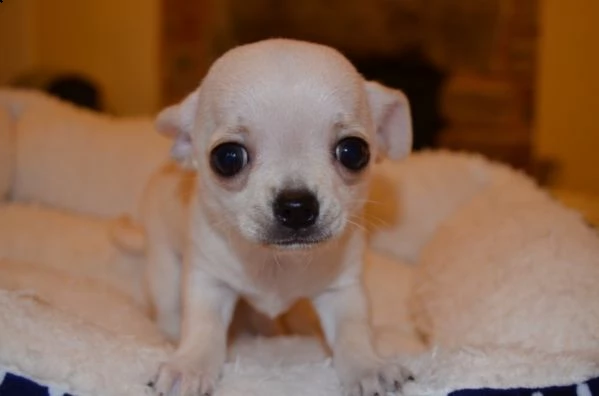 spettacolari cuccioli di chihuahua con pedigree | Foto 2