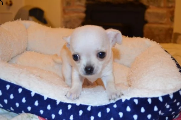 spettacolari cuccioli di chihuahua con pedigree | Foto 1