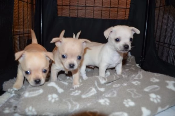 spettacolari cuccioli di chihuahua con pedigree | Foto 0
