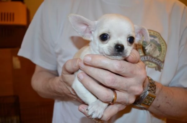 spettacolari cuccioli di chihuahua con pedigree