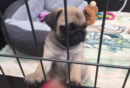 due cuccioli carlino 100% italiano | Foto 1