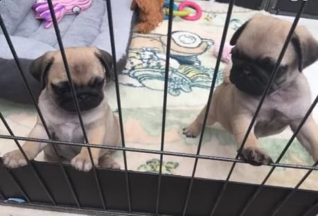 due cuccioli carlino 100% italiano
