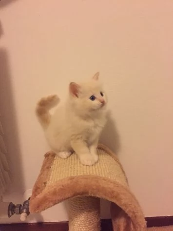 cuccioli gatti ragdoll disponibili