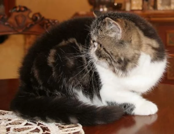 cucciolo di exotic shorthair bianco e brown