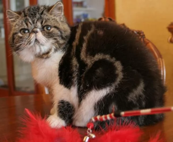 cucciolo di exotic shorthair bianco e brown | Foto 2
