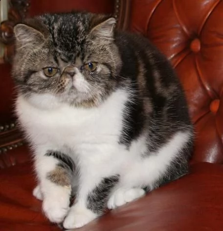 cucciolo di exotic shorthair bianco e brown | Foto 1