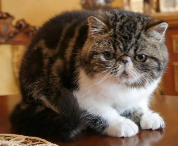 cucciolo di exotic shorthair bianco e brown | Foto 0
