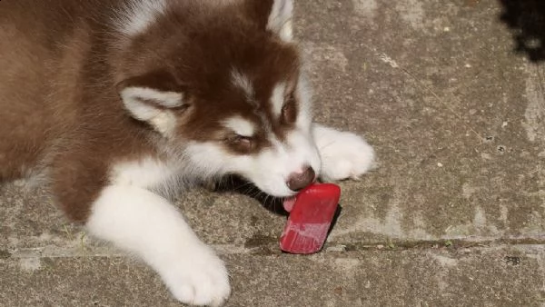 ultima cucciola alaskan malamute con pedigree | Foto 0