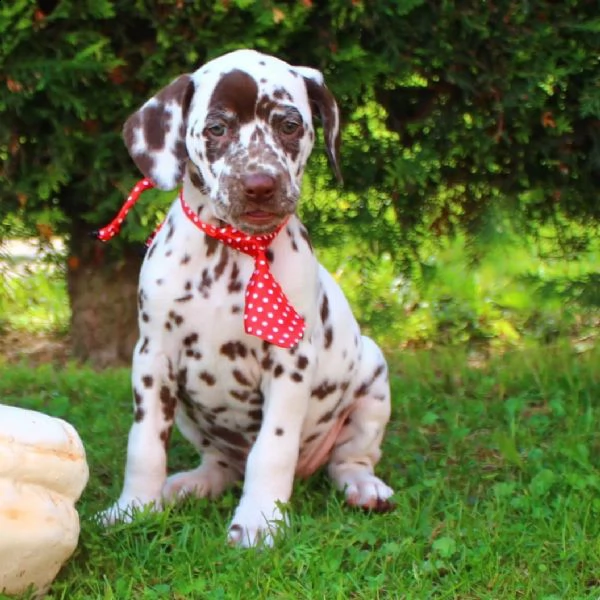 cuccioli dalmata con prestigioso pedigree | Foto 1